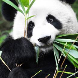 Tableau regard de panda imprimé sur toile 80x120 cm