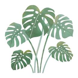 Stickers feuilles de monstera en vinyle mat vert 64x64 cm