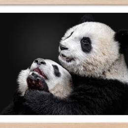 Affiche enfant pandas  avec cadre bois 60x40 cm