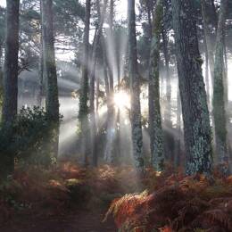 Tableau brume landaise imprimé sur toile 90x60 cm
