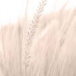 Tableau blé poudré imprimé sur toile 60x90 cm