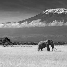 Tableau éléphant et kilimanjaro imprimé sur toile 90x60 cm