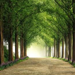 Tableau paysage Metasequoia imprimé sur toile 90x60 cm