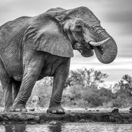 Tableau animaux standing proud impression sur aluminium 120x80 cm
