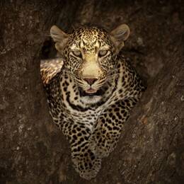 Tableau masai léopard toile imprimée 120x80 cm