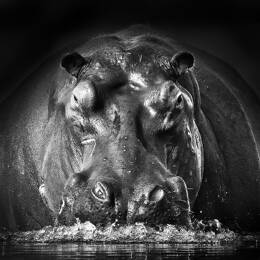 Tableau animaux portrait hippo impression sur aluminium 120x80 cm