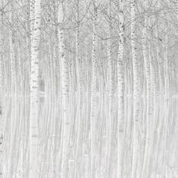 Tableau nature perspective trees Tableau plexiglas 120x80 cm
