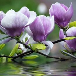 Tableau fleurs de magnolia impression sur aluminium 120x80 cm