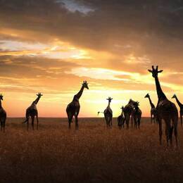 Tableau animaux girafe family impression sur aluminium 120x80 cm