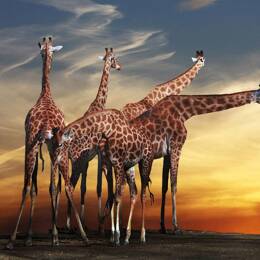 Tableau animaux girafe meeting impression sur aluminium 120x80 cm