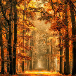 Tableau magie de l' automne toile imprimée 120x80 cm