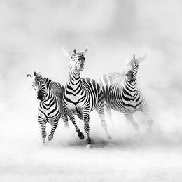 Tableau animaux racing stripes toile imprimée 120x80 cm
