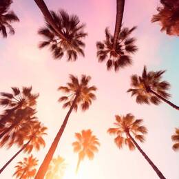 Tableau palmier rose beverly hills sunset  imprimé sur toile 90x60 cm