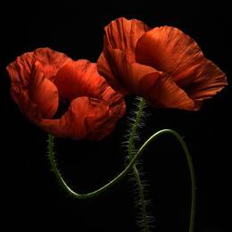 Tableau coquelicot enlacés  imprimé sur toile 90x60 cm