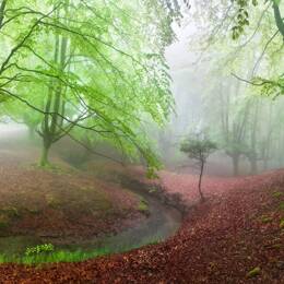 Tableau paysage de foret renaissance verte  imprimé sur toile 90x60 cm