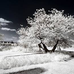 Tableau paris jardin blanc comme neige  imprimé sur toile 90x60 cm