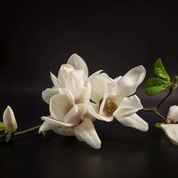 Tableau fleurs magnolia  imprimé sur toile 90x60 cm