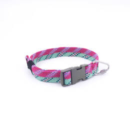 Collier chien