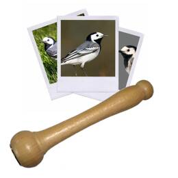 Appeau Bergeronnette Grise