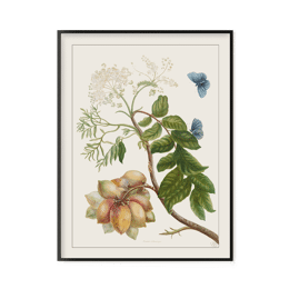 Prunier d'Amerique, Histoire générale des insectes de Surinam et de toute l'Europe - Maria Sibylla Merian 1771