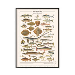 Poissons