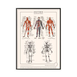 Anatomie détaillée