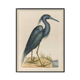 Oiseau bleu - “The natural history of Carolina, Florida…”