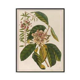 Fleur - “The natural history of Carolina, Florida…”