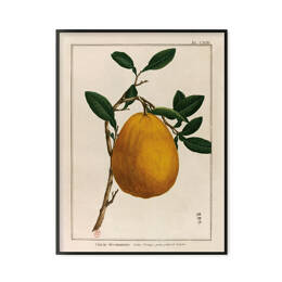 Pomelo - Le grand jardin extraordinaire