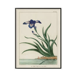 Iris - Le grand jardin extraordinaire
