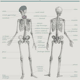 Anatomie