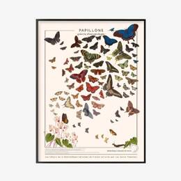 Affiche Fleurs