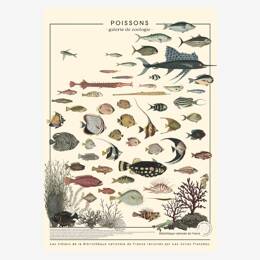 Affiche «Poissons exotiques» - 50 x 70 cm