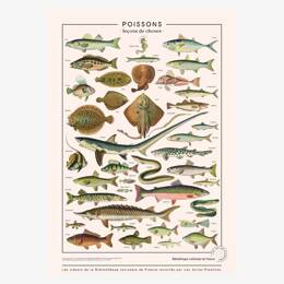 Affiche «Poissons communs» - 50 x 70 cm