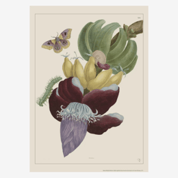 Affiche «Bananes» - 30 x 40 cm