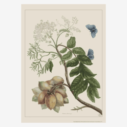 Affiche «Prunier d'Amerique» - 30 x 40 cm