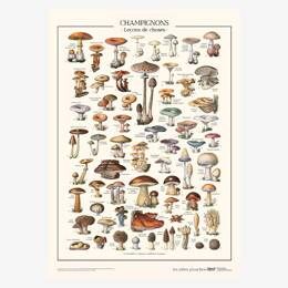 Affiche «Champignons» - 50 x 70 cm