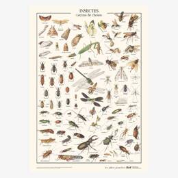 Affiche «Insectes» - 50 x 70 cm