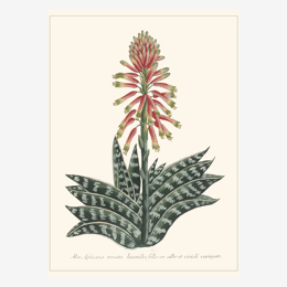 Affiche «Aloe africana» - 30 x 40 cm
