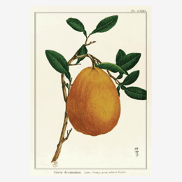 Affiche «Pomelo» - 30 x 40 cm