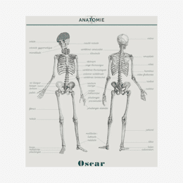 Affiche «Anatomie» - 70 x 90 cm
