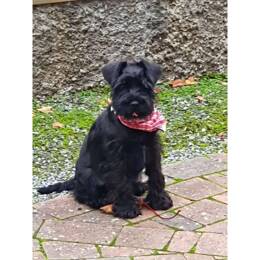 Bandana pour chien  MR01