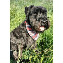 Bandana pour chien  MR01