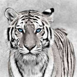 Tableau sur toile 45x45 cm - Tableau tigre aux yeux bleus - Impression sur toile murale décorative avec châssis en Bois - Fabriqué en France - Ceanoth
