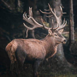 Tableau sur toile 30x30 cm - Tableau sur toile portrait cerf - Impression sur toile murale décorative avec châssis en Bois - Fabriqué en France - Cean