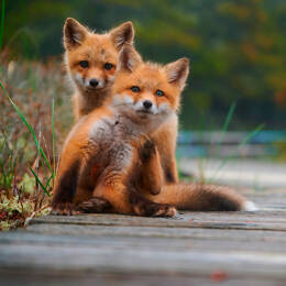 Tableau sur toile 45x45 cm - Tableau sur toile renardeaux - Impression sur toile murale décorative avec châssis en Bois - Fabriqué en France - Ceanoth