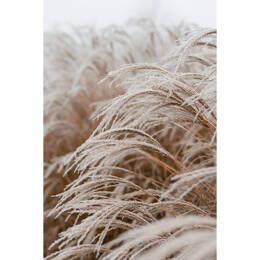 Tableau sur verre 80x120 cm - Tableau sur verre synthétique champ gelé - Impression décorative à la finition brillante - Fabriqué en France - Ceanothe