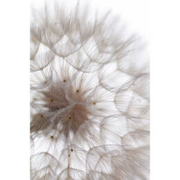 Tableau sur toile 65x97 cm - Tableau sur toile pissenlit - Impression sur toile murale décorative avec châssis en Bois - Fabriqué en France - Ceanothe