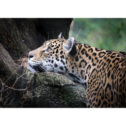 Tableau sur verre 65x97 cm - Tableau sur verre synthétique belle panthère - Impression décorative à la finition brillante - Fabriqué en France - Ceanothe