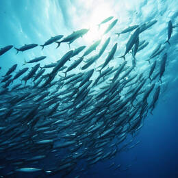 Tableau sur toile 90x90 cm -  - Impression sur toile murale décorative avec châssis en Bois - Fabriqué en France - Ceanothe